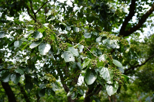 秦巴山醴香愈醇，拐枣金链衍万象