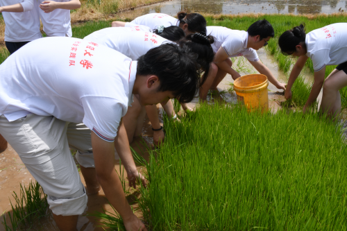 躬身沃土学插秧 青春课堂在田间——江西财大学子永和镇劳动实践记